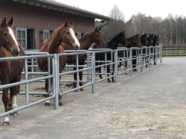 Hof Brentano Bawinkel Mehrere Pferde stehen nebeneinander in Metallboxen vor einem Stall auf einem gepflasterten Hof.