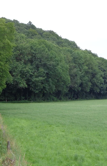 Wandergruppe auf dem Burgherrenweg.JPG Gruppe von Wanderern auf schmalem Pfad entlang grüner Wiese, umgeben von üppigen Wäldern.
