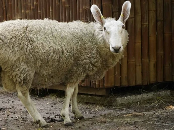 Border Leicester Schaf im Serengeti-Park Border Leicester Schaf im Serengeti-ParkBorder Leicester sheep in Serengeti Park