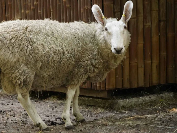 Border Leicester sheep in Serengeti Park