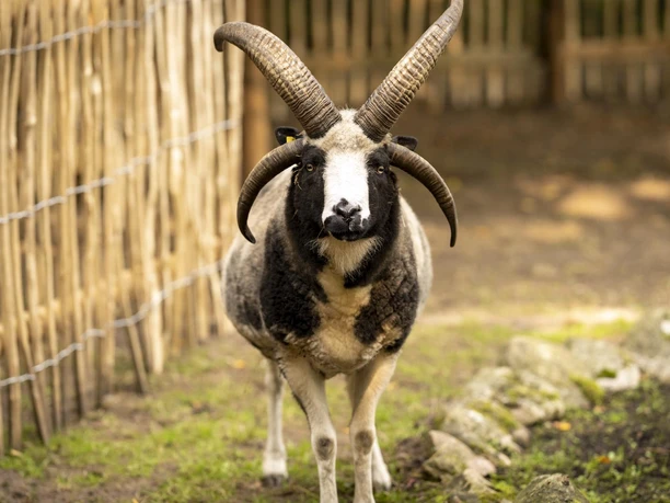 Jacob sheep in Serengeti Park