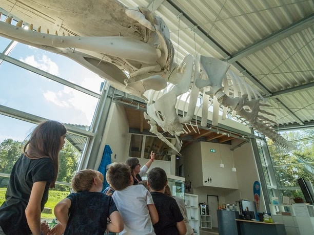 Ausstellung Wal
