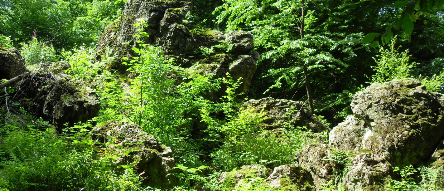 Dicke Steine Moosbewachsene Felsen in einem üppigen, grünen Wald mit dichten Bäumen und strahlendem Sonnenschein.