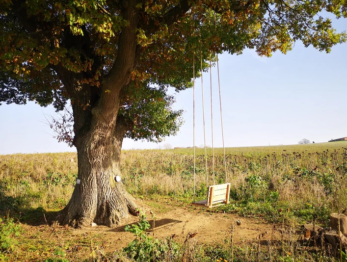 Baumschaukel hängt an einem mächtigen Baum am Feldrand, umgeben von Herbstlaub und blühender Wiese.