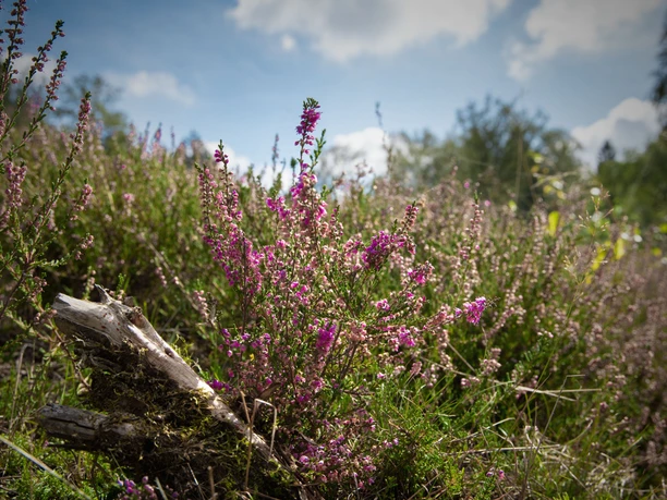 Heide in Reichshof Lila Heidekraut blüht in einer sonnigen Landschaft mit blauem Himmel und einigen Wolken.