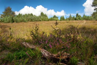 Heide in Reichshof Landschaft mit violetten Heideblüten im Vordergrund, dahinter blauer Himmel und Baumwipfel.