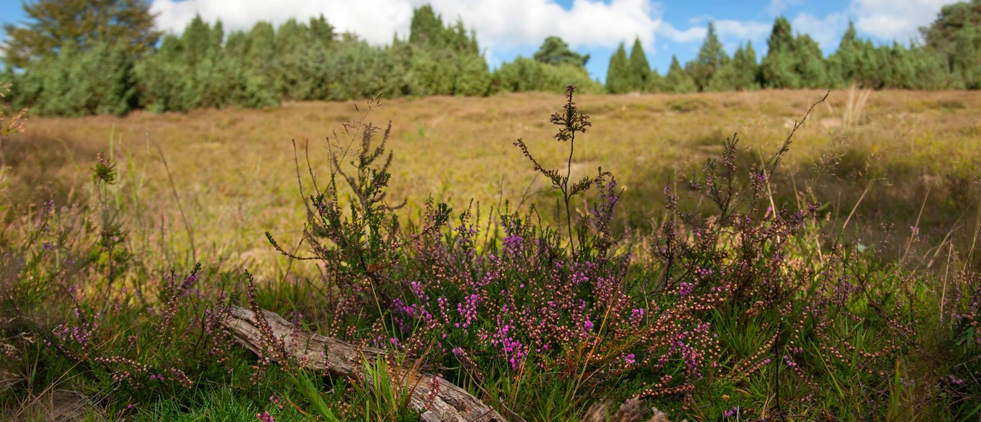 Heide in Reichshof Landschaft mit violetten Heideblüten im Vordergrund, dahinter blauer Himmel und Baumwipfel.