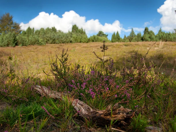 Heide in Reichshof Landschaft mit violetten Heideblüten im Vordergrund, dahinter blauer Himmel und Baumwipfel.