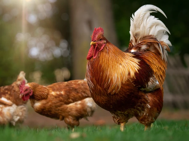 Kippen bij Bullerbü in Hanrade