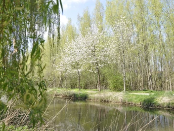 Entlang der Ems in Wiedenbrück Baum mit weißen Blüten am Ufer eines ruhigen Flusses, umgeben von hohen, schlanken Bäumen im Frühling.