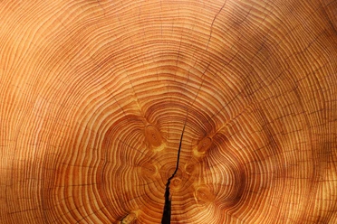 Holz Holz