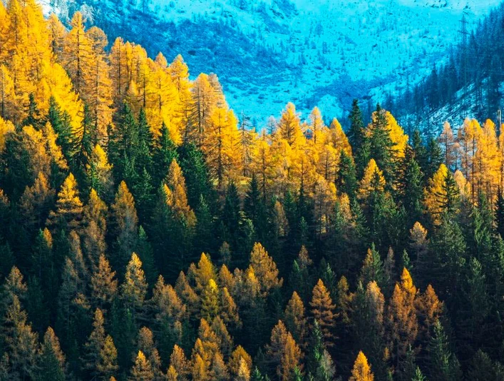 Forst Goms Forst Goms