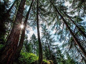 Forst Goms Forst Goms