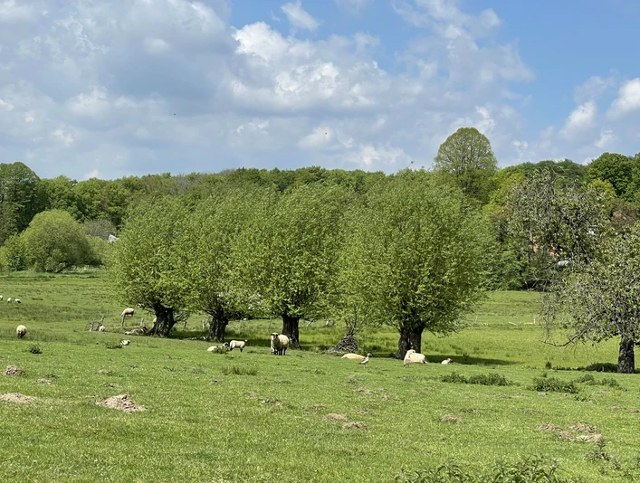 Landidylle Grüne Wiese mit Schafen und Bäumen vor einem dichten Waldrand unter blauem Himmel.Green meadow with sheep and trees in front of a dense forest edge under a blue sky.Grøn eng med får og træer foran et tæt skovbryn under en blå himmel.Groene weide met schapen en bomen voor een dichte bosrand onder een blauwe lucht.