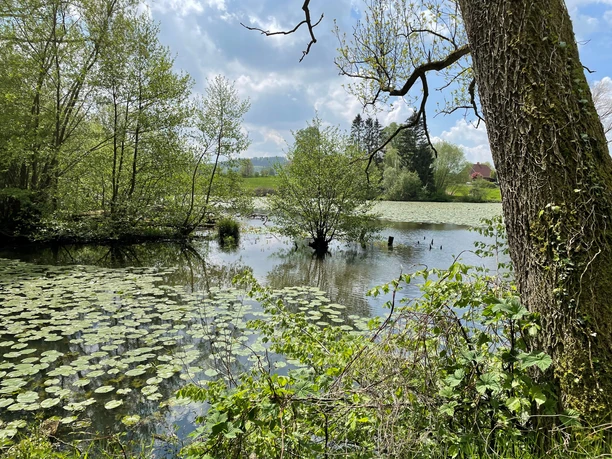 Naturschutzgebiet am Mühlenteich Weiher mit Seerosen und umgebenden Bäumen unter einem blau bewölkten Himmel.