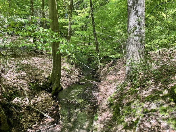Bospad met ondiep beekje, omringd door groene bomen en zacht licht.