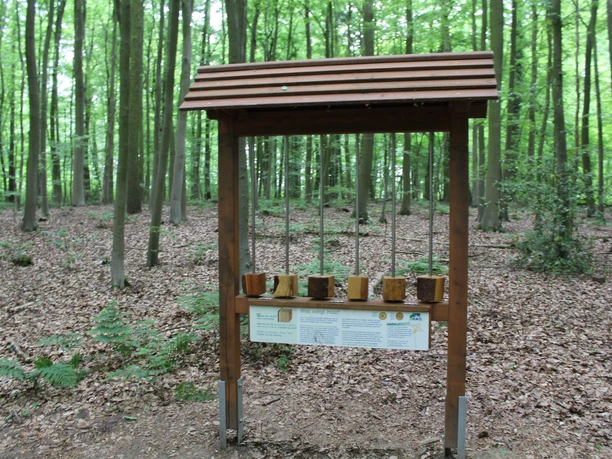Walderlebnispfad Heiligenberg Ein Holzaufsteller im dichten Wald mit Infotafeln und Proben verschiedener Holzarten.