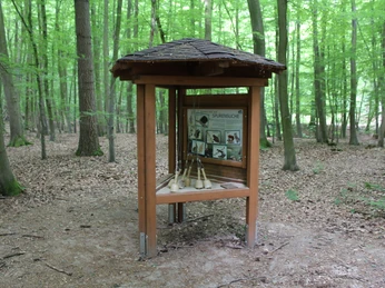Lehrtafel im dichten Wald zeigt Vogelarten, mit Holzpfeifen darunter für interaktive Lernmomente.