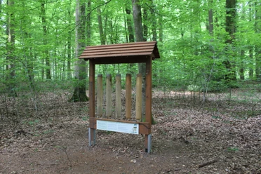 Walderlebnispfad Heiligenberg Holzkonstruktion mit Infotafel in dichtem grünen Wald umgeben von Laub auf dem Waldboden.