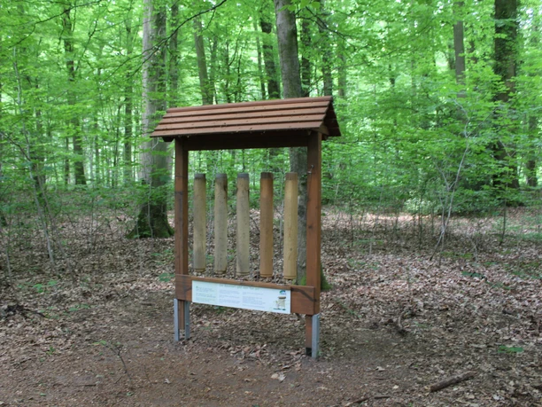 Walderlebnispfad Heiligenberg Holzkonstruktion mit Infotafel in dichtem grünen Wald umgeben von Laub auf dem Waldboden.