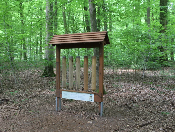 Walderlebnispfad Heiligenberg Holzkonstruktion mit Infotafel in dichtem grünen Wald umgeben von Laub auf dem Waldboden.