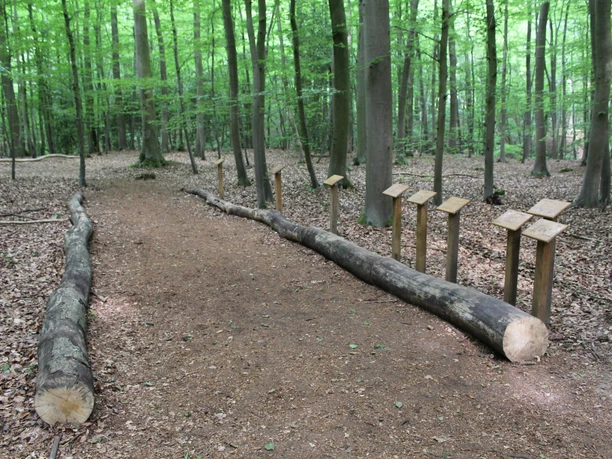 Walderlebnispfad Heiligenberg Ein Pfad aus Holzstämmen führt durch einen dichten, grünen Wald mit Info-Tafeln auf der rechten Seite.