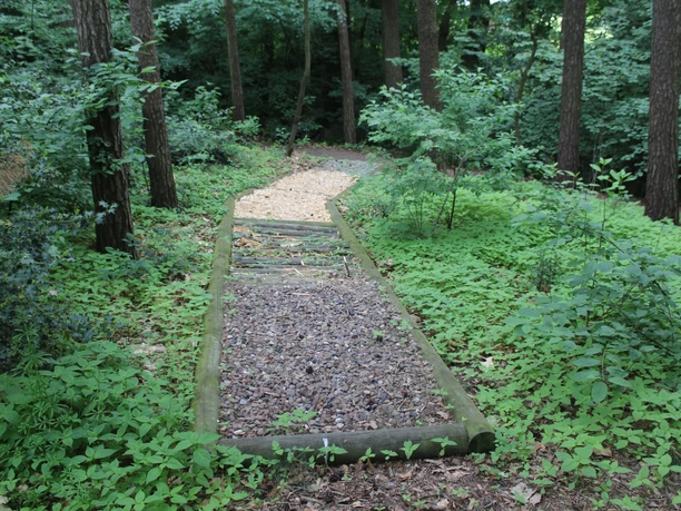 A narrow nature trail winds its way through a dense, green forest and leads slightly downhill.