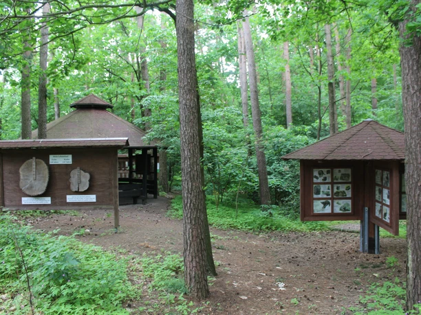 Naturlehrpfad Holzhäuser im Wald mit Schautafeln zur Natur umgeben von grünen Bäumen und dichtem Laubwerk.