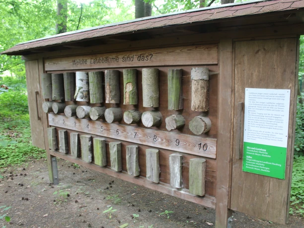 Lehrtafel im Wald zeigt Holzproben von Laubbäumen zur Naturbildung, umgeben von üppigem Grün.
