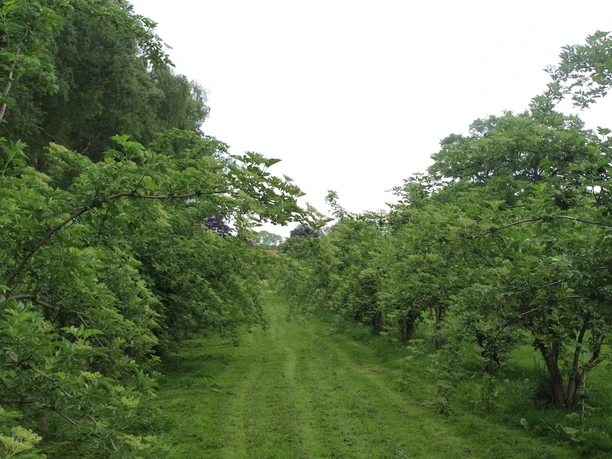 Eine Allee von Holundersträuchern mit üppigem Grün erstreckt sich entlang eines schmalen Graswegs.