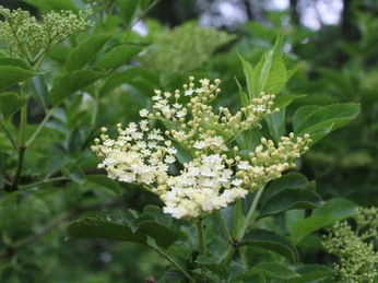 Weiße Holunderblüten in voller Blüte, umgeben von sattem grünem Laubwerk, vor unscharfem Hintergrund.