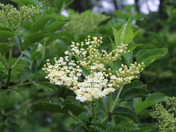 Holunder Weiße Holunderblüten in voller Blüte, umgeben von sattem grünem Laubwerk, vor unscharfem Hintergrund.
