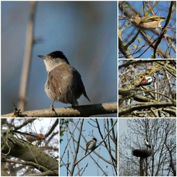 Collage verschiedene Vögel Collage zeigt sechs verschiedene Vogelarten, darunter eine Mönchsgrasmücke und einen Buntspecht.