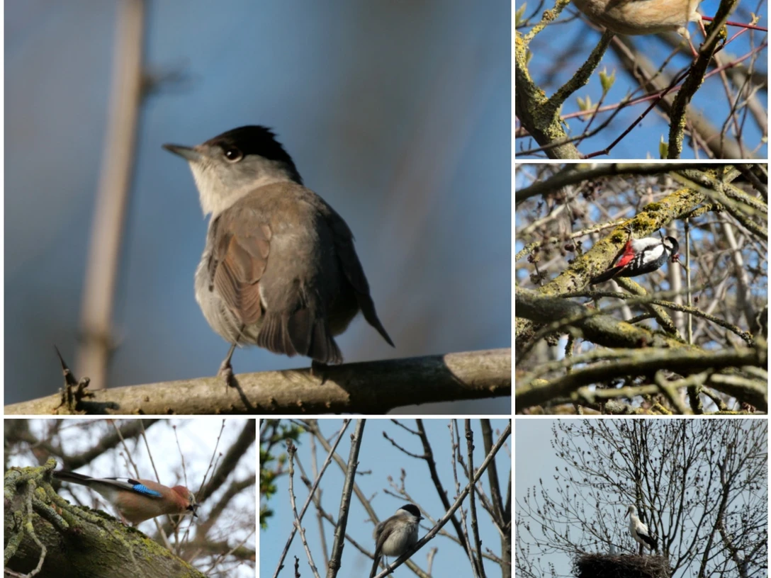 Collage verschiedene Vögel Collage zeigt sechs verschiedene Vogelarten, darunter eine Mönchsgrasmücke und einen Buntspecht.