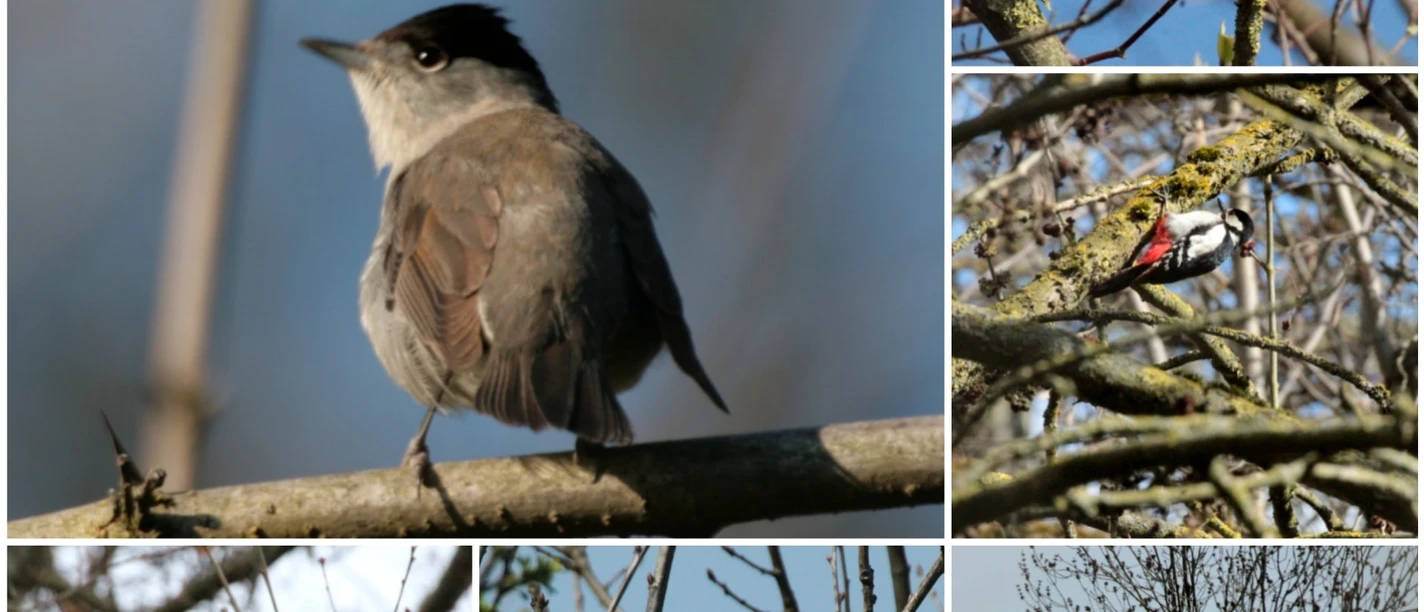 Collage verschiedene Vögel Collage zeigt sechs verschiedene Vogelarten, darunter eine Mönchsgrasmücke und einen Buntspecht.