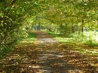 Ein mit Laub bedeckter Waldweg, gesäumt von Bäumen in herbstlichen Farben unter einem klaren Himmel.