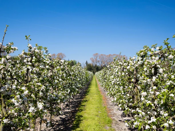 Obsthof Apfelblüte Dornum Dornumerland 2017 Apfelblte Dornum