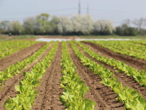 Gemüsefelder Bornheim