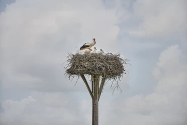 Storchennest Hedeper Storchennest Hedeper