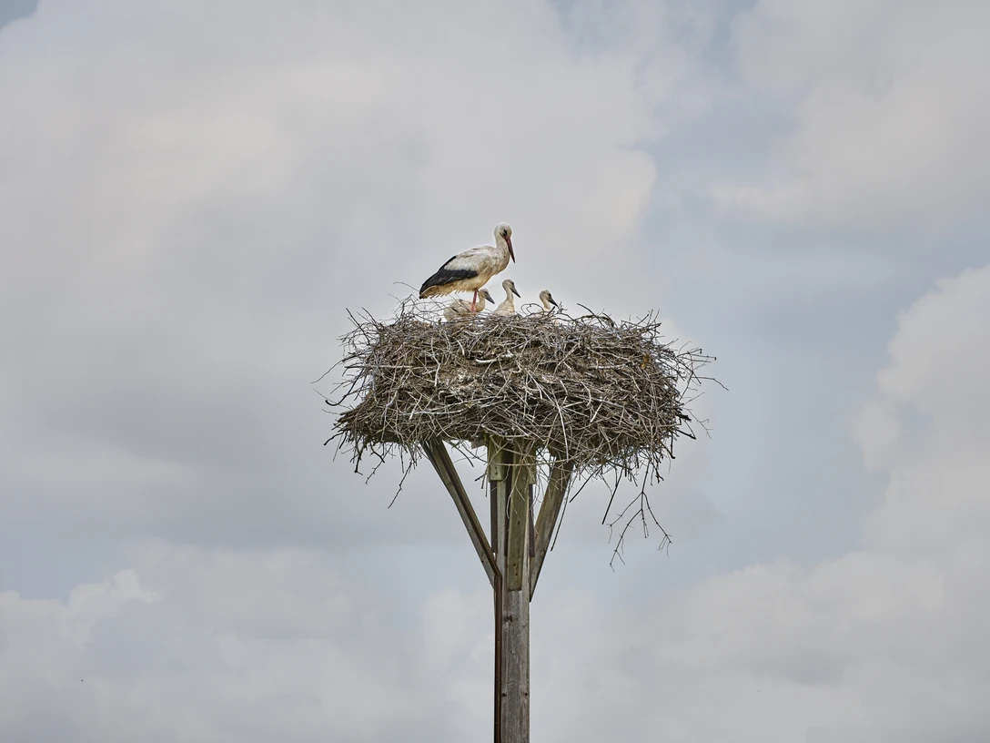 Storchennest Hedeper Storchennest Hedeper