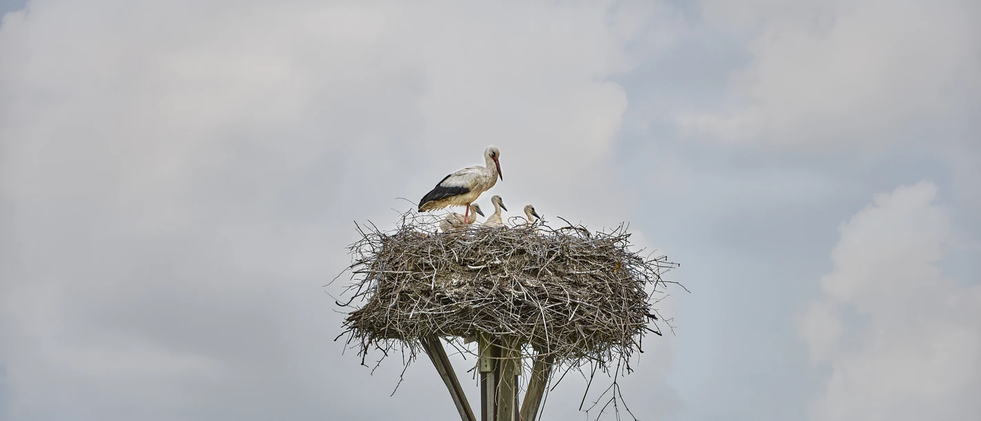 Storchennest Hedeper Storchennest Hedeper