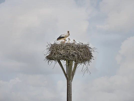 Storchennest Hedeper Storchennest Hedeper