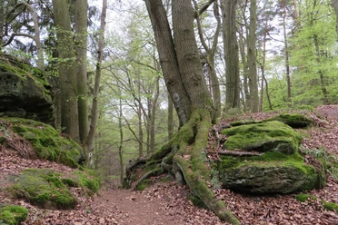 Bodensteiner Klippen