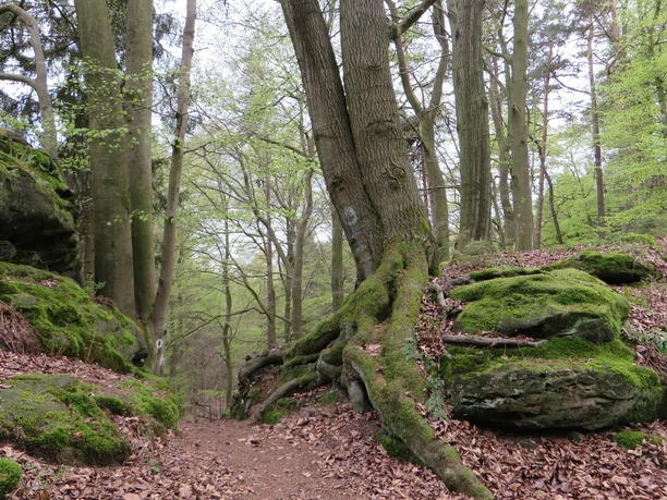Bodensteiner Klippen