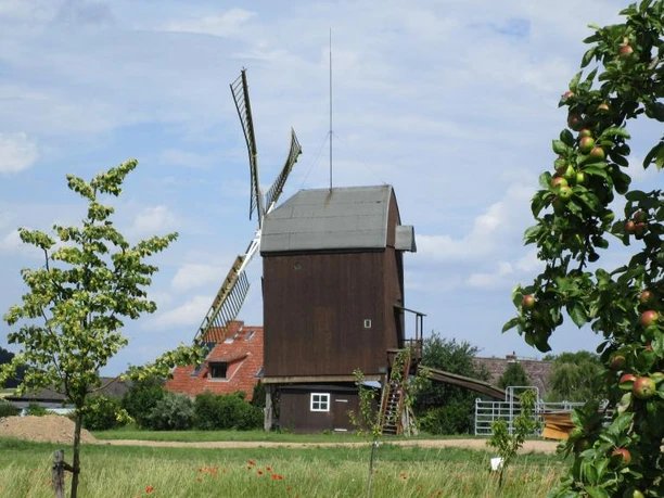 Die Bockwindmühle in Dettum