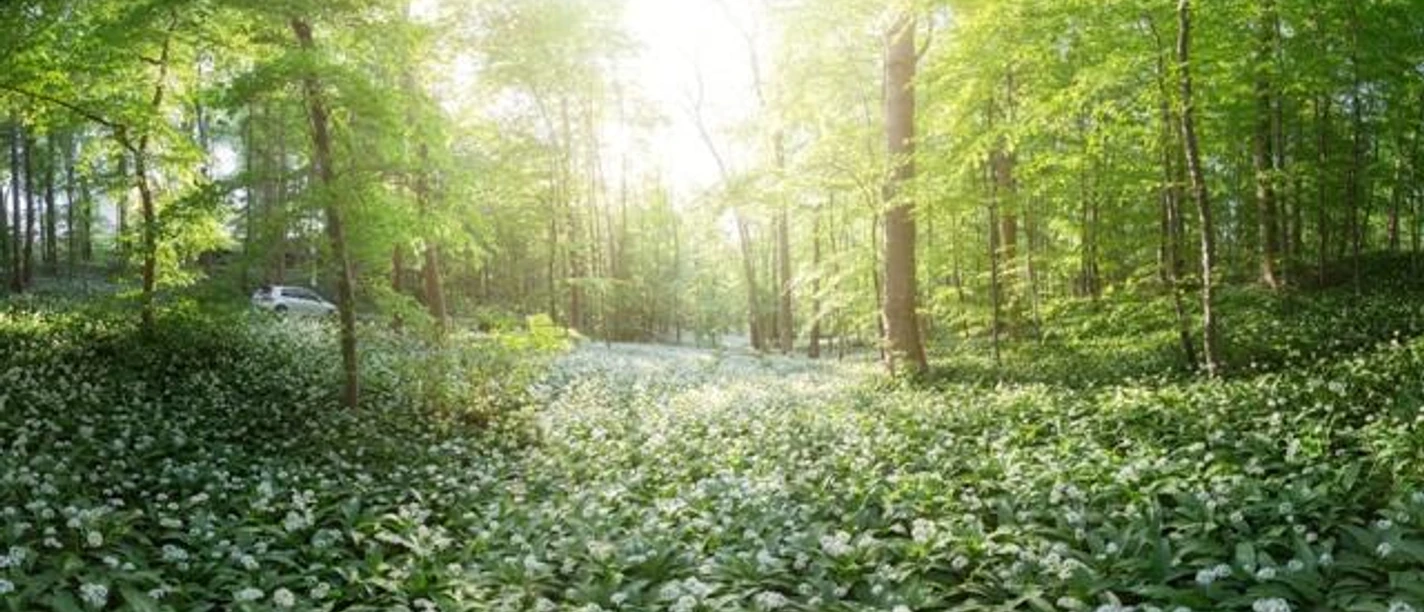 Bärlauchfelder Lichtenberg