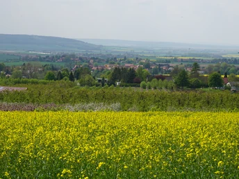 Blick auf die Obstbaumsiedlung