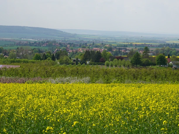 Blick auf die Obstbaumsiedlung
