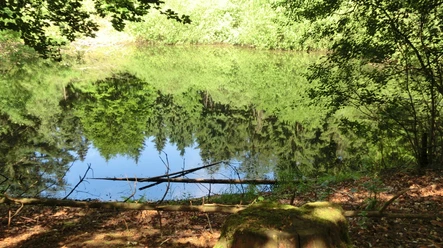 Bödner Teich