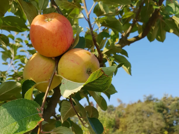 Streuobstwiese mit Apfelbäumen an der ehem. Grube Fortuna